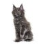 Grey Maine coon kitten sitting