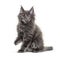 Grey Maine coon kitten sitting