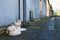 Grey malamute dog laying on asphalt road near house