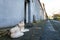 Grey malamute laying on asphalt near house on the street