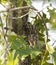 Grey male eastern screech owl - Megascops Asio - perched next to trunk of turkey oak tree bark - Quercus laevis - perfect