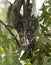Grey male eastern screech owl - Megascops Asio - perched next to trunk of turkey oak tree bark - Quercus laevis - perfect