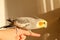 A grey male tame Cockatiel sitting on a Finger