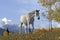 Grey Mare walking in meadow