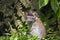 Grey marmoset in the jungle