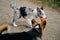 Grey Merle border collie puppy plays on a walk with a ball and a Welsh corgi Pembroke tricolor. Two charming friendly