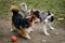 Grey Merle border collie puppy plays on a walk with a ball and a Welsh corgi Pembroke tricolor. Two charming friendly