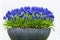 Grey metal flower box with blue grape hyacinths