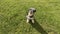 Grey miniature zwergschnauzer puppy is walking on a green lawn on nature in sunny day. Hunting, guarding dogs breed. Female doggy