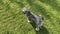 Grey miniature zwergschnauzer puppy is walking on a green lawn on nature in sunny day. Hunting, guarding dogs breed. Female doggy