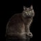 Grey mixed-breed cat on black background