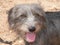 Grey mixed breed dog with a pink tongue hanging out