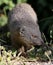 Grey Mongoose