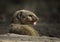 Grey mongoose face close-up, Herpestes edwardsi