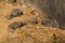 Grey Mongoose family, Mount Abu, Rajasthan, India