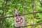 Grey monkey sitting on the railing with a sign