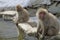 Grey monkeys sitting next to each other on a stone around the water during winter