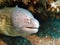 Grey moray