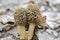 Grey Morel Mushrooms