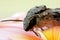 Grey moth on frangipani