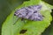 Grey moth sitting on green leaf