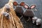 Grey mouse on dry sheaf of rice plants with black background