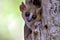 Grey mouse lemur - Microcebus murinus, portrait, Madagascar nature