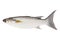 Grey Mullet or flathead mullet fish (Mugil cephalus) isolated on