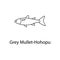 grey mullet-hohopu icon. Element of marine life for mobile concept and web apps. Thin line grey mullet-hohopu icon can be used for