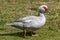 Grey muscovy duck going on green grass