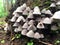 Grey mushroom in forest. pattern