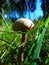 Grey mushroom in green grass