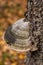 Grey Mushroom Tinder fungus close up, hoof fungus on birch tree in autumn forest