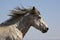Grey mustang horse run running wild scar