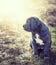 Grey Neapolitan Mastiff puppy