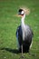 Grey necked crowned crane