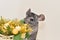 Grey nice chinchilla play with christmas decoration