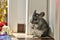 Grey nice chinchilla play with christmas decoration