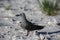 Grey Noddy sitting on a white sandy beach