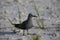 Grey Noddy sitting on a white sandy beach