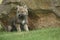 A grey Northwestern wolf Canis lupus occidentalis also called timber wolf sitting before a rock