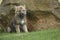 A grey Northwestern wolf Canis lupus occidentalis also called timber wolf sitting before a rock