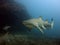 Grey nurse shark