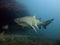 Grey nurse shark