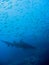 Grey nurse shark and small fish; Australia