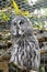 Grey owl or lapland owl bird, strix nebulosa at the zoo