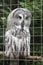 Grey owl or lapland owl bird, strix nebulosa at the zoo