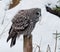 Grey owl on the stub with a mouse in the beak