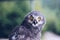 Grey owl wisdom symbol
