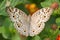 Grey Pansy butterfly Junonia atlites